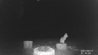 Fox, seeds, on a stump