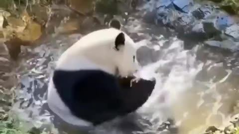 Panda Bathing in pond #shorts #shortvideo #video #virals #videoviral