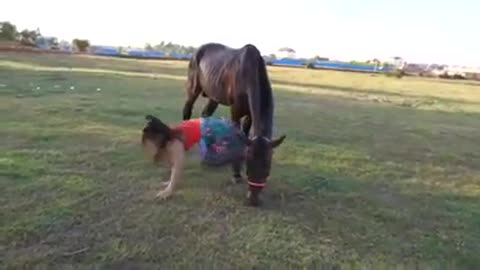 Horse Training