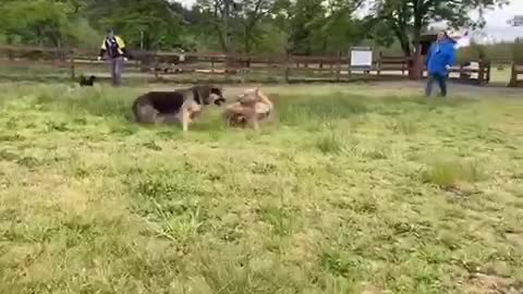 German shepherd attacks Pitbull