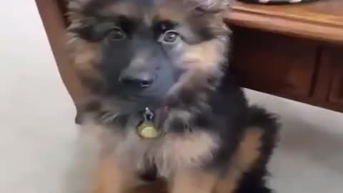 Funniest & Cutest German Shepherd Videos - Puppy Videos