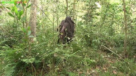 Primitive life - Forest People - Animal trapping skills of forest people