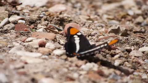 Butterfly Fluttering Its Wings