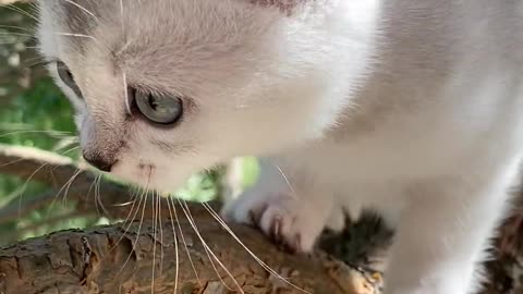 Kitten Climbing Tree