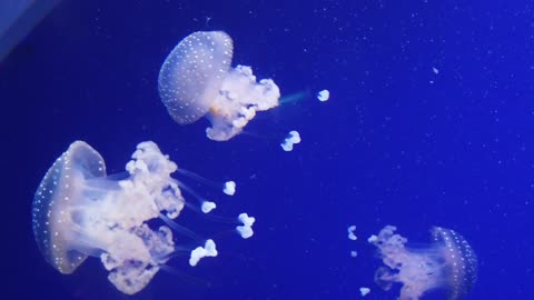 Jelly fish colorful and beautiful 5 - man & camera