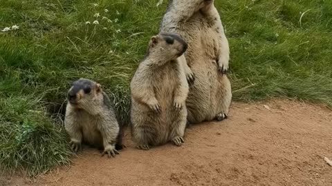 31 It's his turn to stand guard today a family of three marmot #Groundhog