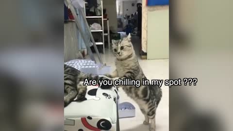 These Cats Can Speak English Better Than some people