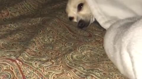 White dog on bed under blanket stares at nature's wick candle