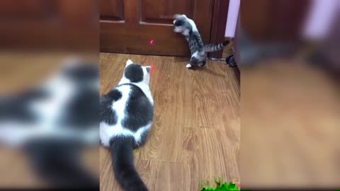 Cat Reaction to Laser Point - Funny video