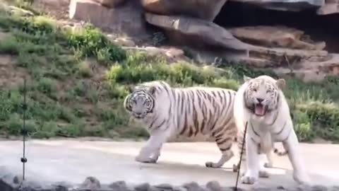 Siberian Tiger and African Lion_Cut.mp4