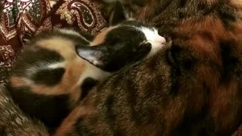 Little Kitten Sleeping With Momy