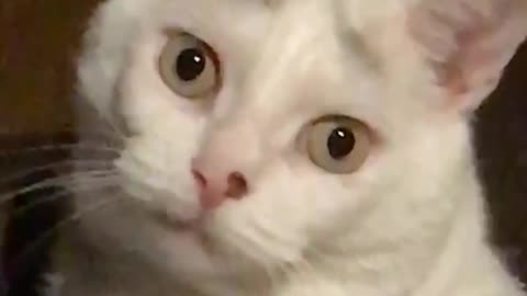 White cat looking directly at the camera with wide eyes