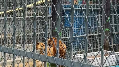 Bangladesh Big Royal Bangal Tigers | Tigher Fight in Zoo| Big size Tiger |