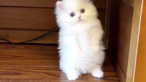 So cute cat 😻🐈