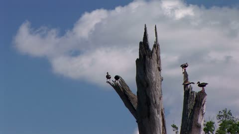 ducks in a tree in Houston texas swamp