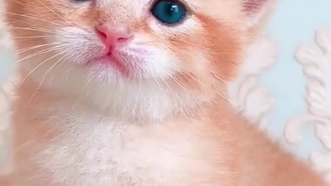 Cute orange kitten