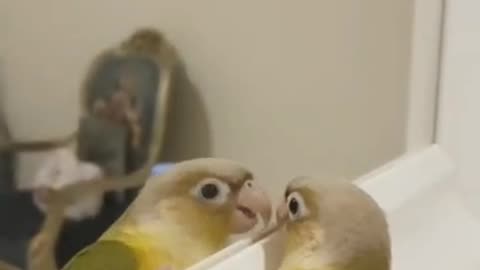 Cockatiel | Funny parrot | Funny birds | funny animals