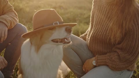 Young married hipster couple walking on date with border collie cute dog