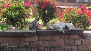 Wild Monkey Hilariously Pets Unsuspecting Sleeping Dog