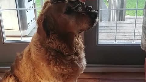 Best Dog Ever Balances INSANE Amount Of Treats On Snout