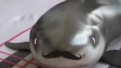 Mustache! Shark pet! So cute!