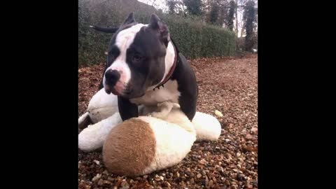 Stunning American Bully - morning fun - teddy bear breakfast