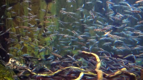 Video of Tropical Coral reef with fishes swimming