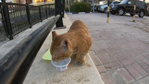 CHRIS MARTIN & MICHAEL JACKSON - Homeless cats in Ras Al Khaimah, UAE #ChrisMartin #MichaelJackson