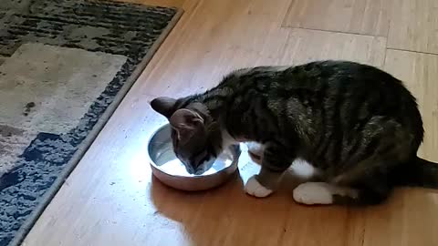 Kitten drinking ( enjoying) milk