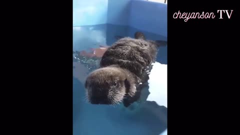 Cute Baby Sea Otter