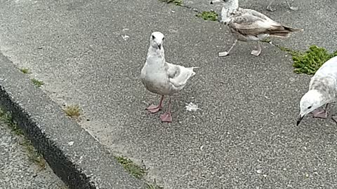 Bird with insane tongue