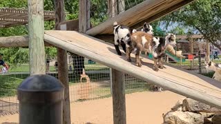 Baby goat fight