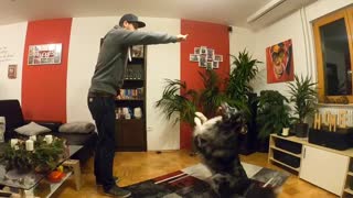 Australian Shepherd can dances like a human