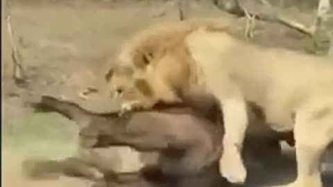 lion 🦁 in forest hunting video