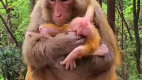 Monkey love funny clips that showing mother love for kids keep watch injoy it