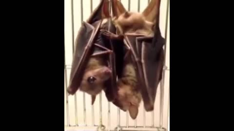 bat couple love sceen