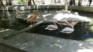 Boy Feeds Hungry Herd Of Pink Pelican In Zoo