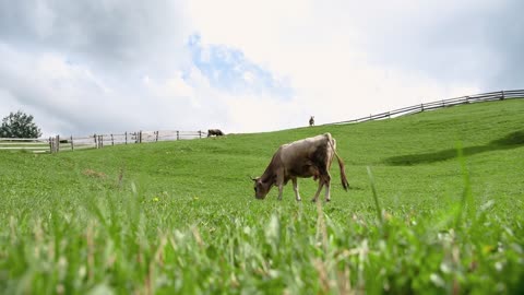 Funny Beautiful Milk Cows grazing on Green Meadow, Field hight in the Mountains, Blue Sky