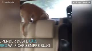 Cão odeia quando lavam o carro da família