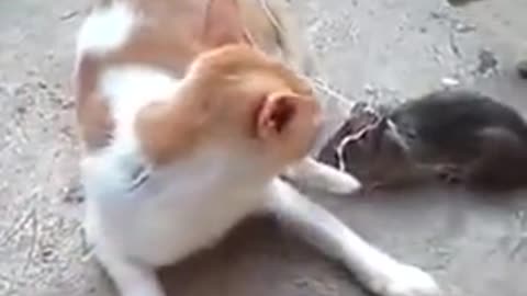 How funny the quarrel between a cat and a rat.