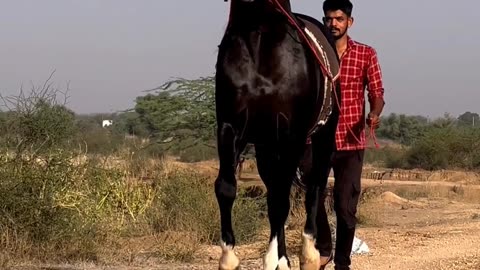 Horse Training