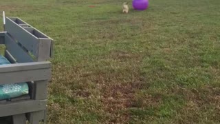 5 lb dogs play soccer