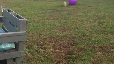 5 lb dogs play soccer