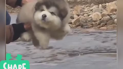 Alashkan malamute cutest and funniest moments compilation