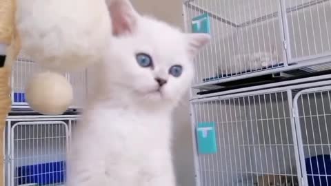 Curious little white cat