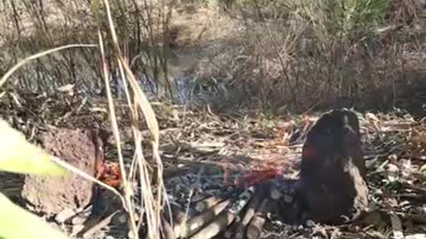 Spicy Seafood Eating Stingray and Cooking Prepared Primitive Culture