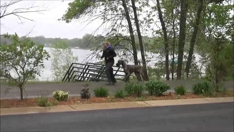 Wellington ( Great Dane ) Boot Camp Dog Training Video