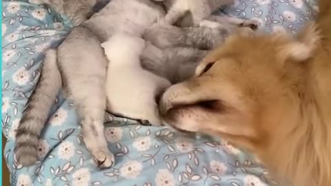 Gentle Golden Retriever Acts As A Surrogate Father To Newborn Kittens