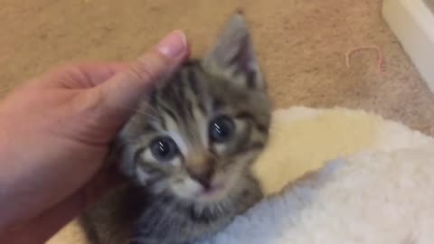 Cute chat with a 3 week old 🐈