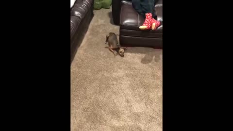 Dog has the ZOOMIES and runs around living room after shower time